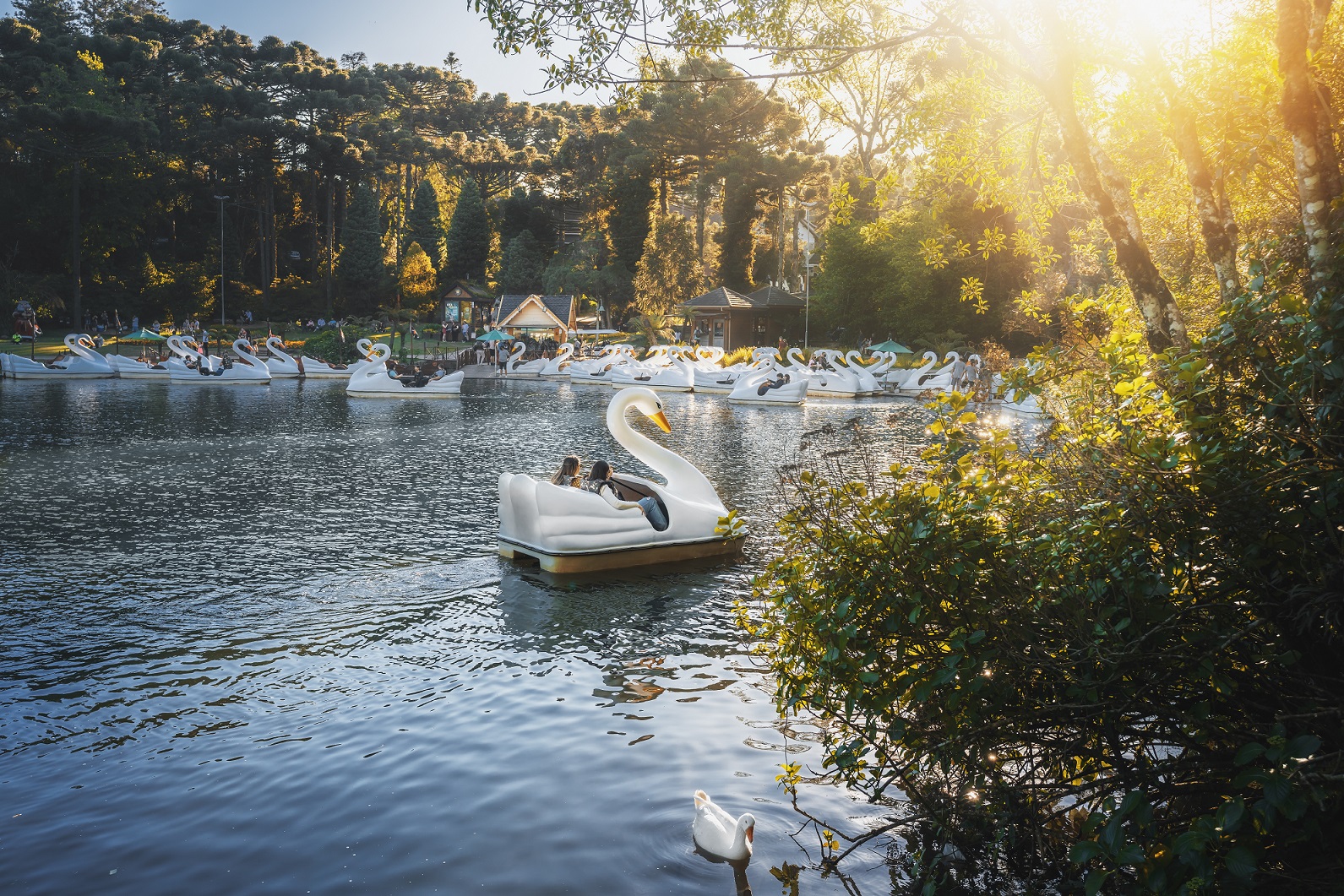 Lago Negro ao entardercer, pessoas andam nos pedalinhos de cisnes sobre as águas enquanto o sol se põe por entre as árvores ao fundo